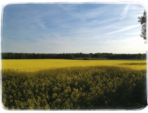 Nur ein Bild: Abend-Raps